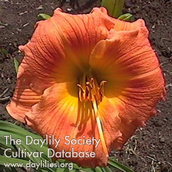 Daylily Solaris Orbit